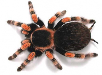 Tarantula
