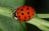harlekinka