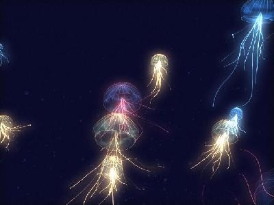 Meduze, Marjanska brazda