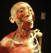 Bodies Revealed